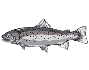 Patagonia Angling Company